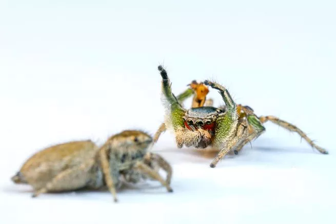 Jumping Spiders - Mating Dance